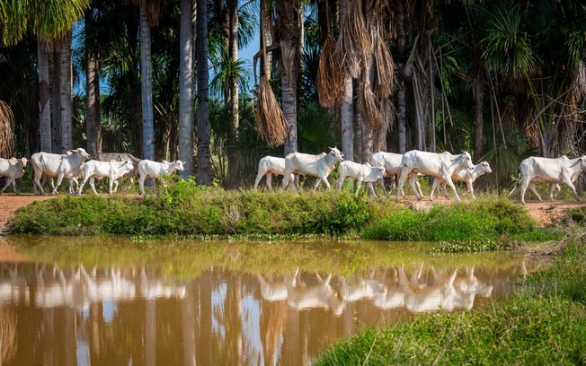 Parintins Agropecuária estará presente na Expoferr