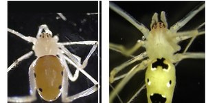 Cientistas descobrem nova espécie de aranha com "carinha feliz"