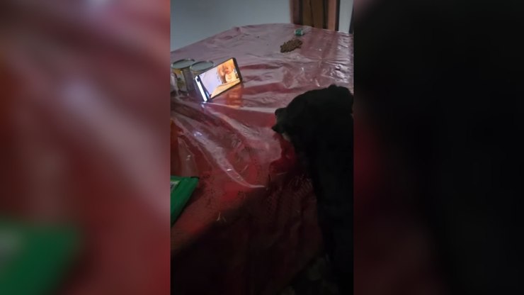 Concentrado, cachorro assiste a bebê rindo no celular