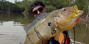 Tucunaré de 76 cm impressiona durante pescaria no rio Camaiu