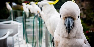 Como identificar e aliviar o estresse em aves de estimação
