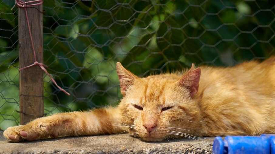 Os gatos gostam de locais quentinhos, mas também sofrem com as altas temperaturas