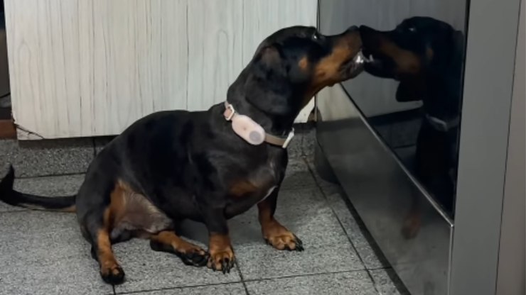 Amor próprio: Salsicha "beija" próprio reflexo no vidro do fogão