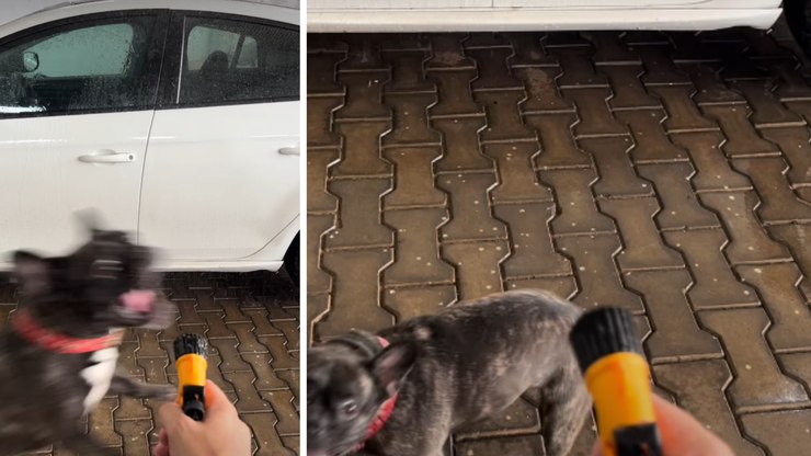 Bulldog interrompe lavagem de carro ao tentar morder jato de água
