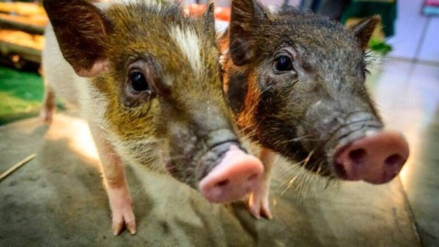 Porcos e roedores apresentaram resultados positivos à ventilação intestinal