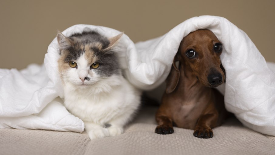 Como fazer cães e gatos conviverem em harmonia Como fazer cães e gatos conviverem em harmonia