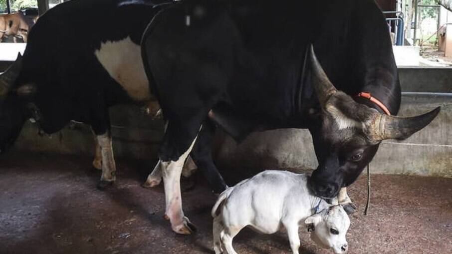 Vaca anã tem 51 centímetros de altura e pode ser a menor do mundo 