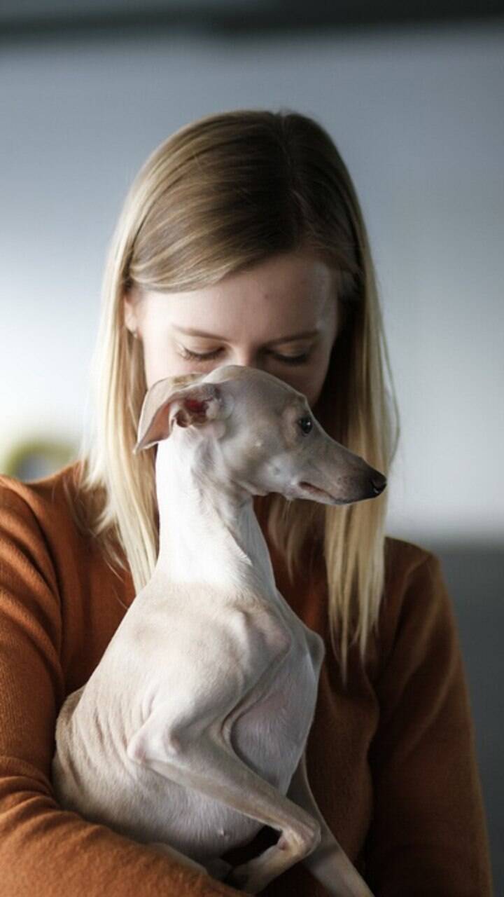 10 dicas para proteger o seu pet contra roubos | Canal do Pet | iG