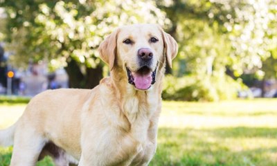 10 raças mais indicadas para quem nunca teve um cachorro