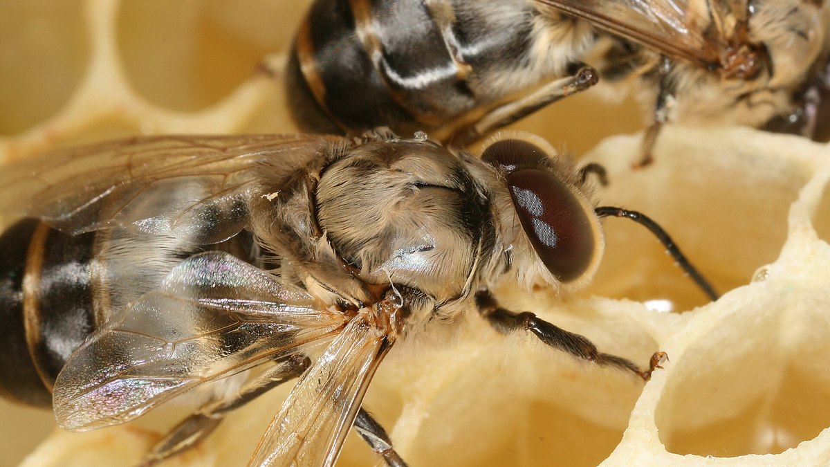 Abelha
