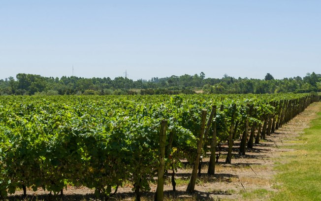 5 vinhos uruguaios que você precisa conhecer 5 vinhos uruguaios que você precisa conhecer