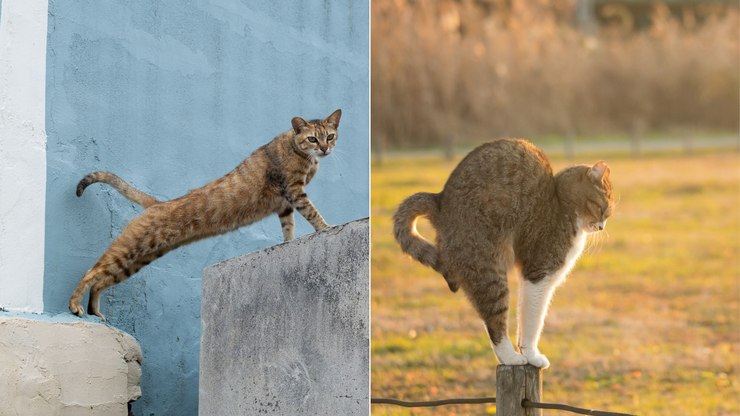 Gatos de rua são retratados em momentos espontâneos no Japão