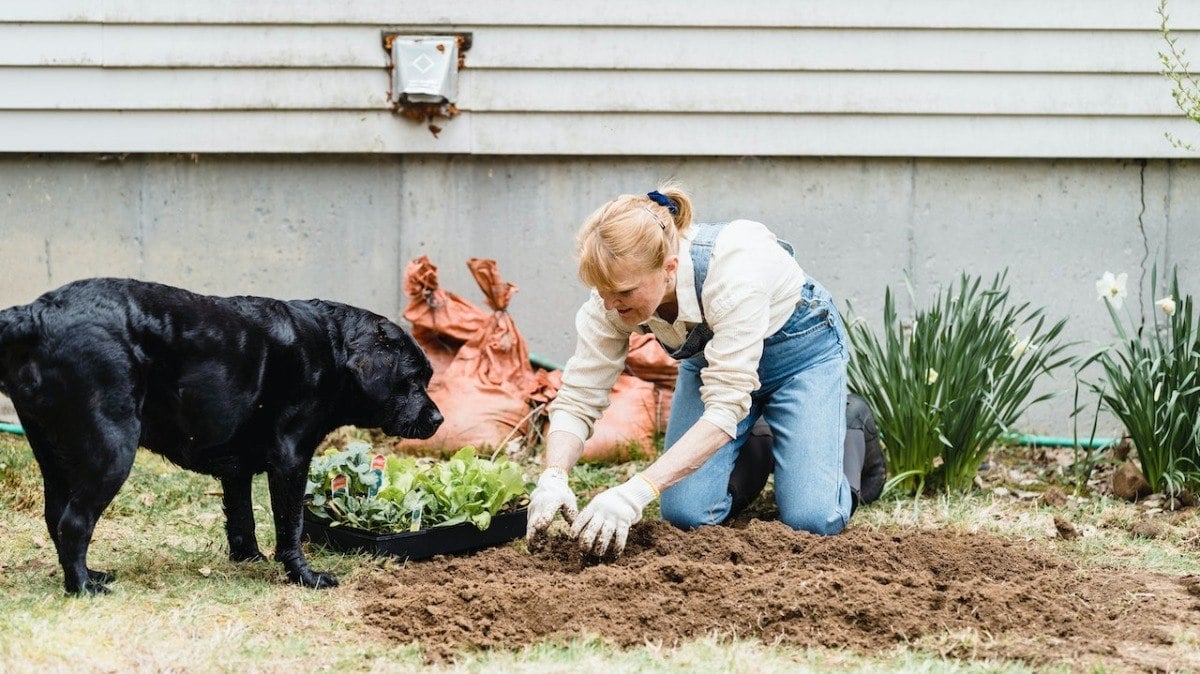 Alguns fertilizantes podem tornar a terra mais atrativa para os cachorros