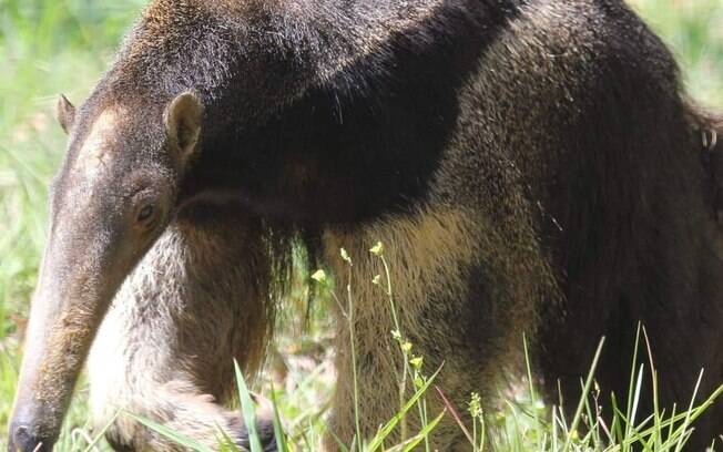 Animais como o tamanduá-bandeira participam de programa de conservação por ameaça de extinção e precisam ser protegidos