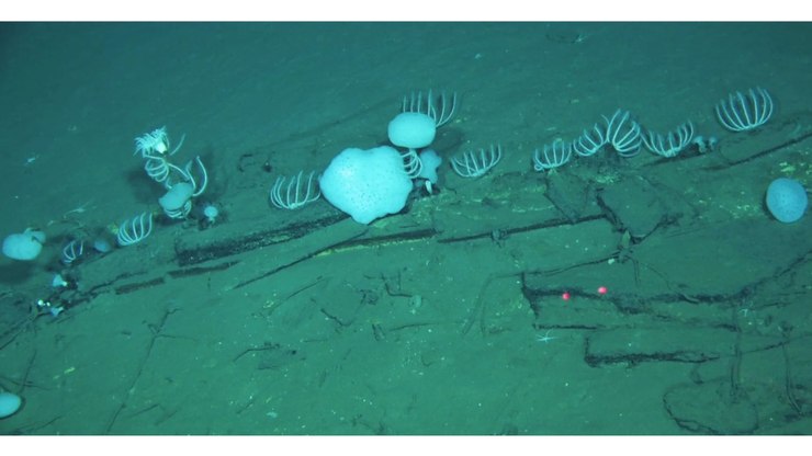 Maior cemitério de baleias do mundo é descoberto no Oceano Índico