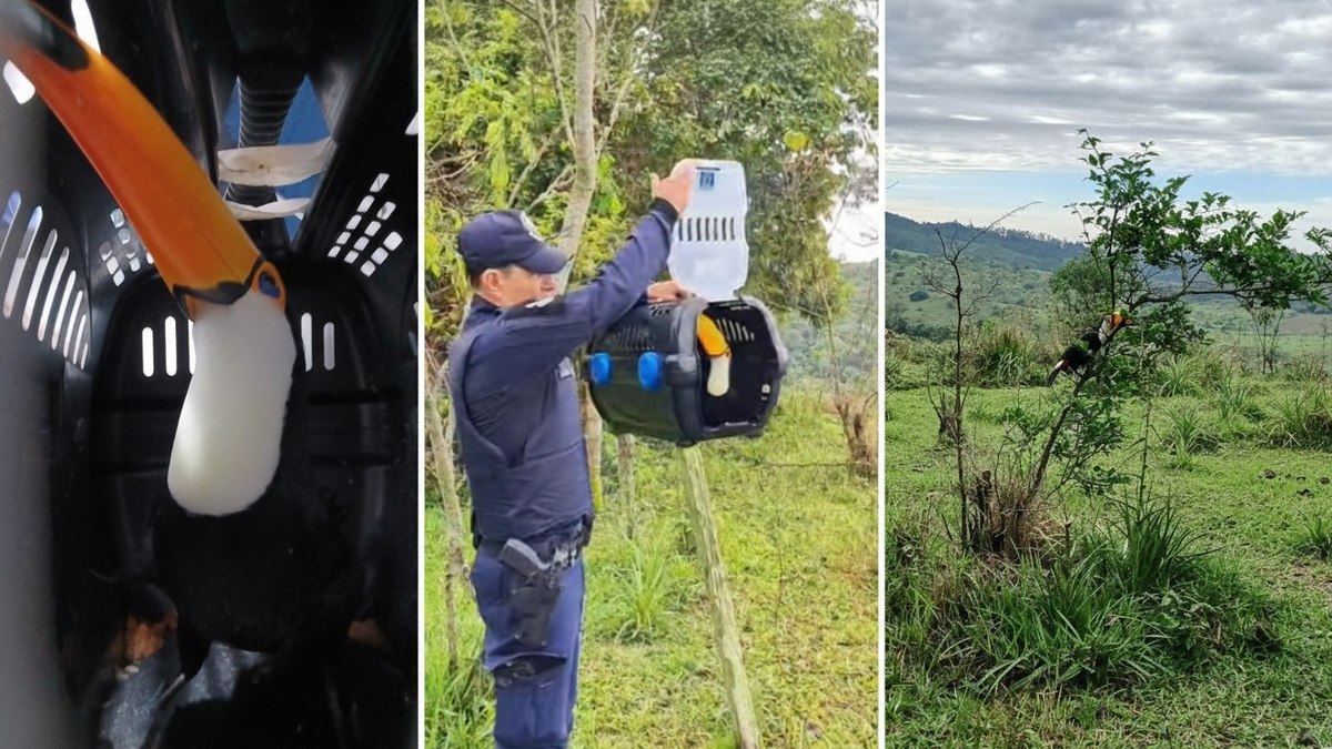 Após trabalho de recuperação, tucano retorna à natureza Após trabalho de recuperação, tucano retorna à natureza