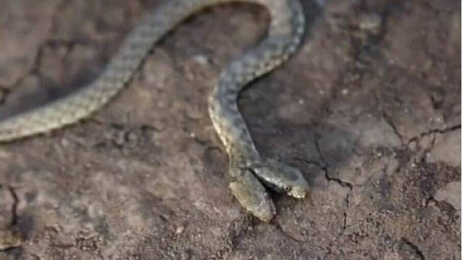 Cobra d'água rara de duas cabeças foi encontrada no Iraque