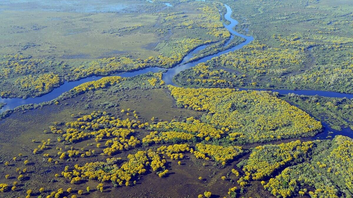 Visão panorâmica do Pantanal 