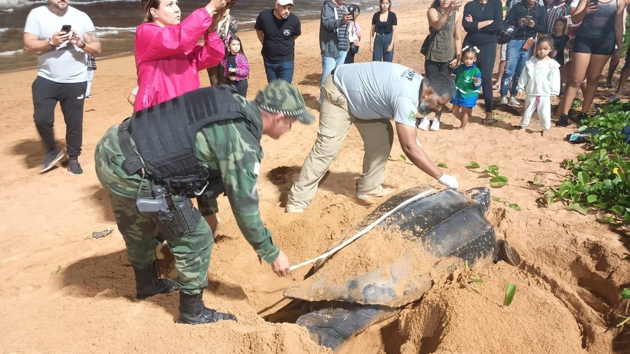  Tartaruga-de-couro surge em praia de Jacareípe no Espírito Santo