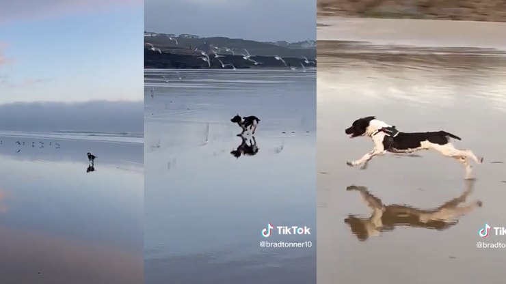 Cão perseguindo gaivotas na praia tem final inesperado:
‘Deu errado’