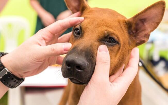 O terçol canino também é uma condição que atinge os animais de estimação