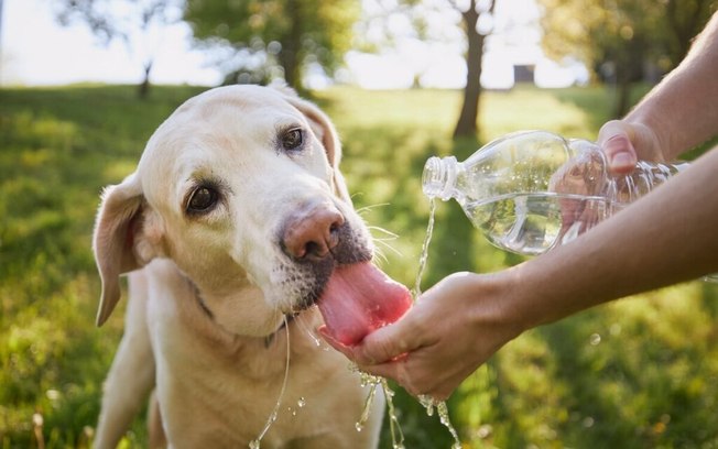 3 dicas para proteger o seu pet nos dias de calor