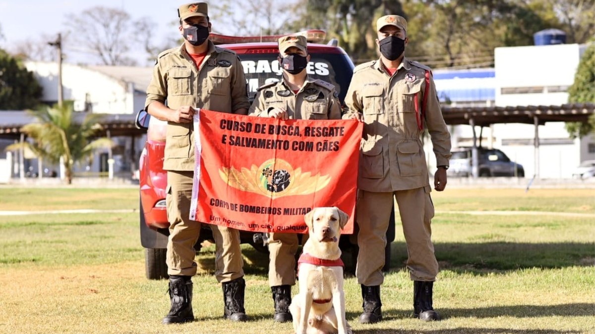 Morre cão bombeiro que atuou em missões de busca pelo Brasil