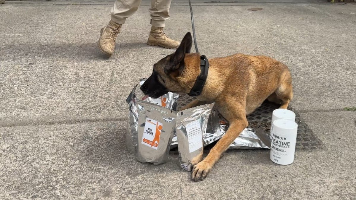 Cão farejador que ajudou a localizar as drogas escondidas Cão farejador que ajudou a localizar as drogas escondidas