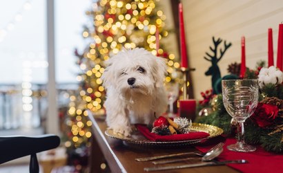 O que o pet pode ou não comer  na Ceia de Natal?