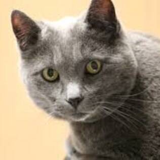 Korat