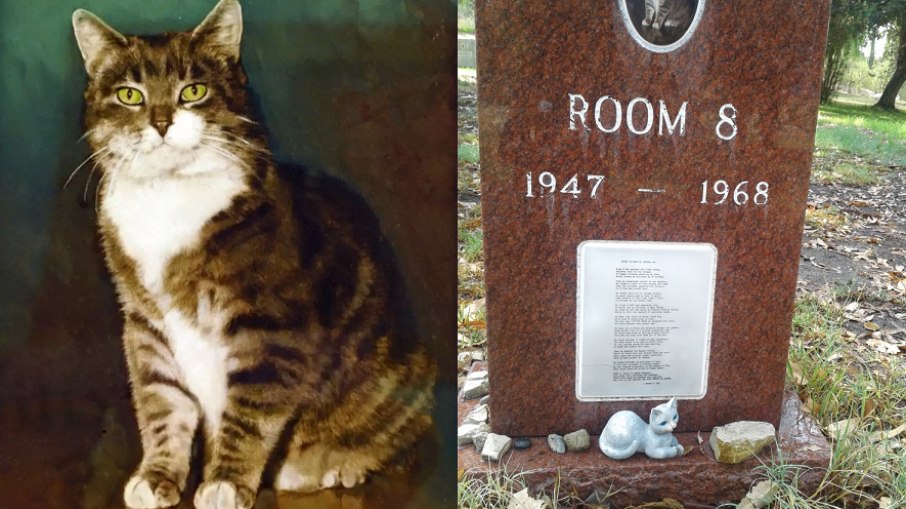 A incrível história de um gato chamado Room 8