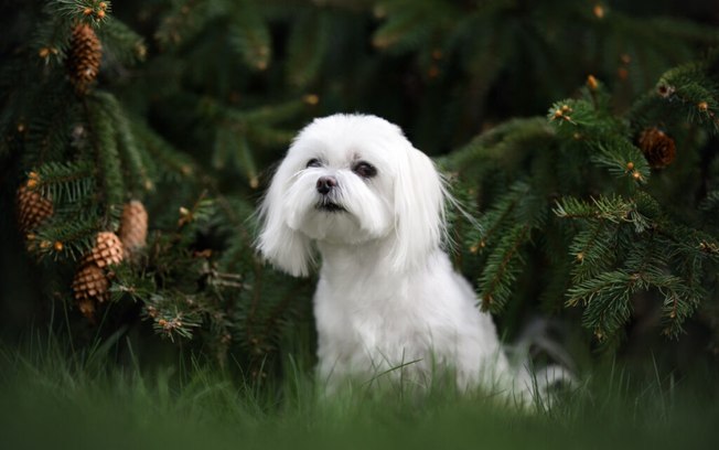 4 características do cachorro da raça maltês