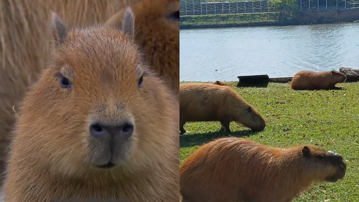 Conheça as capivaras da USP, que viraram "xodó" no Butantã