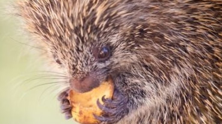 Nova vida no Parque Ecológico: veado-catingueiro nasce e ouriço-cacheiro é acolhido