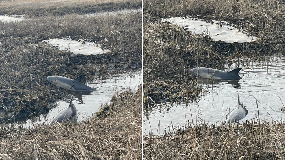 Golfinhos surgem encalhados em pântano; assista