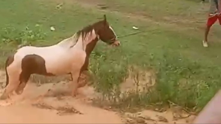 Pescadores resgatam cavalos ilhados no Rio São Francisco
