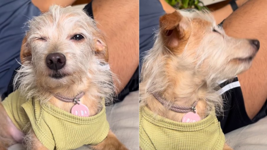 Cachorrinha imita tutora com conjuntivite e diverte a web
