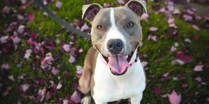Saiba quais são os problemas de saúde mais comuns em cães da raça Pitbull