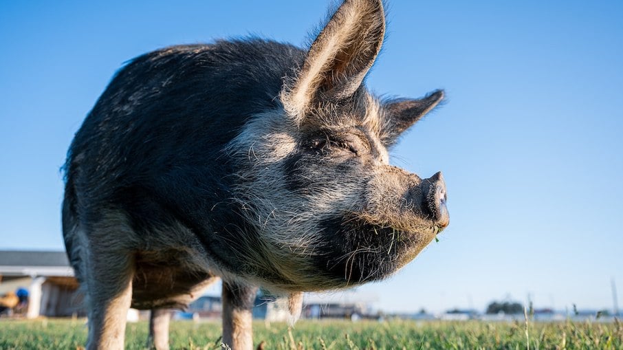 Um porco da raça Kunekune