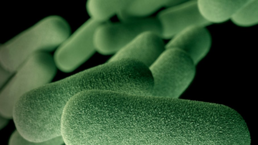 Bactéria Haemophilus influenzae Bactéria Haemophilus influenzae