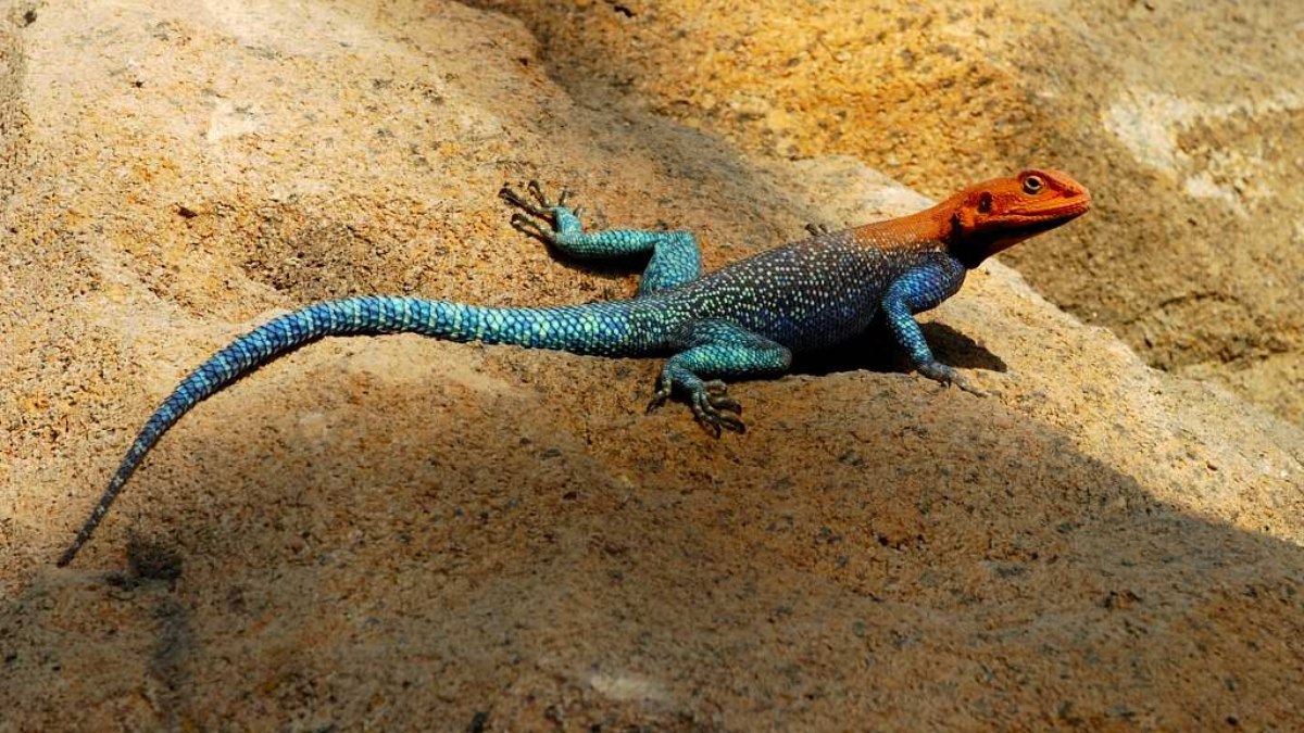 Conheça o agama-de-Mwanza, apelidado de lagarto Homem-Aranha - QTU Questões do Universo