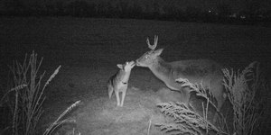 Cervos, veados, alces: veja características dos ruminantes que têm galhadas