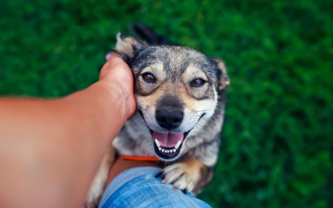 5 áreas do corpo em que cachorros gostam de receber carinho