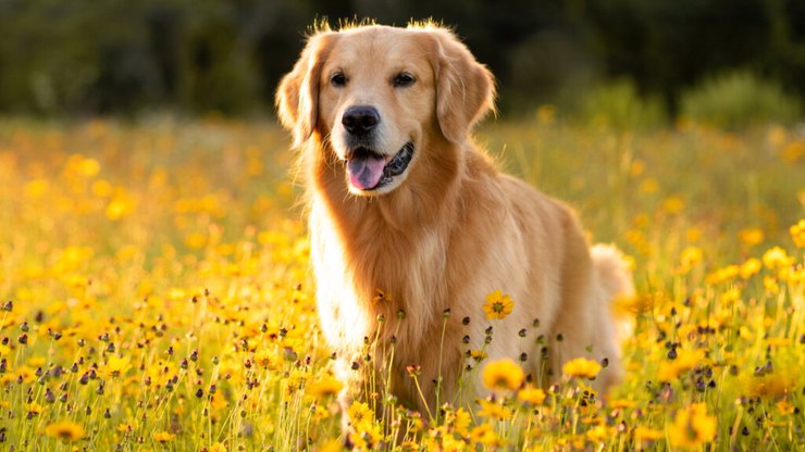 7 curiosidades sobre o golden retriever como animal de estimação