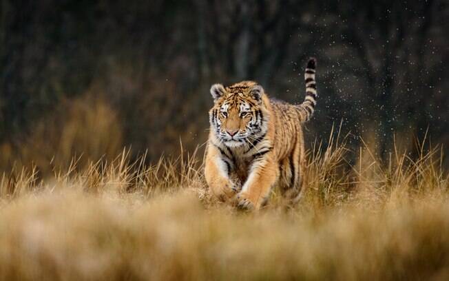 Este foi o quinto ataque de tigre na ilha em 2019.