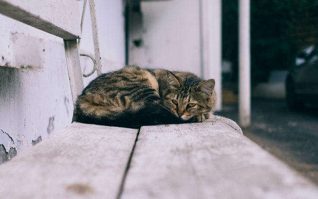 Hábito simples ajuda gatos a viverem mais, diz estudo 69izyoo2st8hjqaay8qfm4cwk