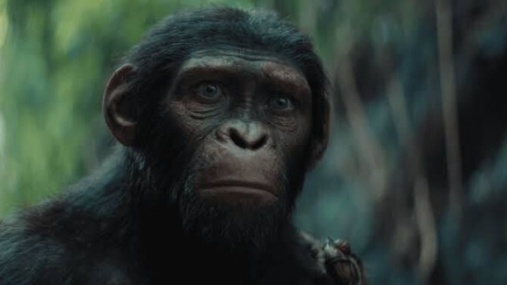 Assim como 'Planeta dos Macacos 4': filmes com animais protagonistas