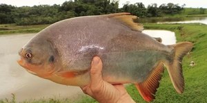 Embrapa e USP desenvolvem embalagem biodegradável usando pele de peixe