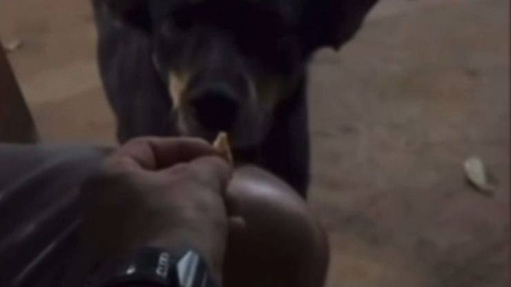 VÍDEO: Homem é detido pela Polícia Civil após ser flagrado dando tadalafila para cachorro na região de Araraquara