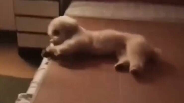 Padre Fábio de Melo publica vídeo de cachorro arrumando a cama